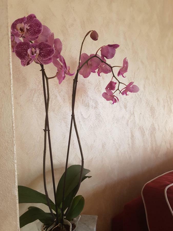 Casa Vacanza Nonna Dora Matera Eksteriør billede